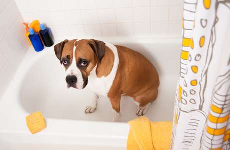 Para reduzir gastos de água, muitos donos estão levando seus animais ao pet shop com menos frequência Para reduzir gastos de água, muitos donos estão levando seus animais ao pet shop com menos frequência