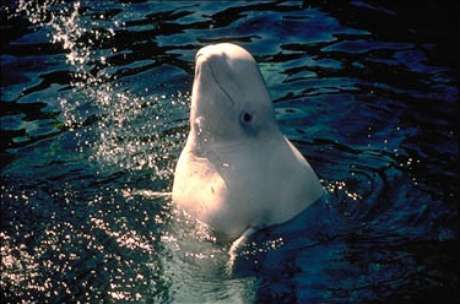 Baleia branca seria animal misterioso identificado por cientistas Baleia branca seria animal misterioso identificado por cientistas