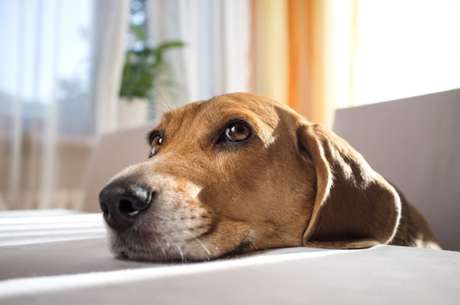 IFL Science / Reprodução <p>Cães percebem que são "enganados" e tentam não seguir gestos de comandos errados anteriormente, segundo estudo</p>