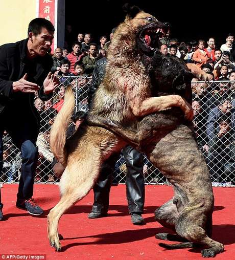 Imagens de briga entre cães no Festival de Primavera da cidade de Sanjiao, na província de Jishan, causam revolta Imagens de briga entre cães no Festival de Primavera da cidade de Sanjiao, na província de Jishan, causam revolta