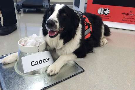 Cachorros têm um olfato dez vezes superior ao do homem Cachorros têm um olfato dez vezes superior ao do homem