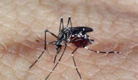 Em 2015, 290 pessoas morreram por dengue Em 2015, 290 pessoas morreram por dengue