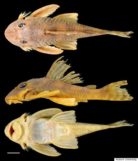 Peckoltia greedoi, ou simplesmente Greedo, é a nova espécie de peixe catalogada por cientistas do Museu de História Natural da Universidade de Auburn Peckoltia greedoi, ou simplesmente Greedo, é a nova espécie de peixe catalogada por cientistas do Museu de História Natural da Universidade de Auburn