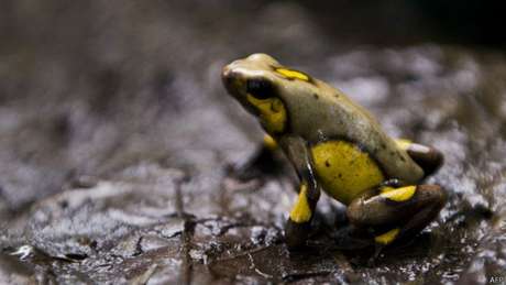 Diversos anfíbios enfrentam ameaça de extinção Diversos anfíbios enfrentam ameaça de extinção
