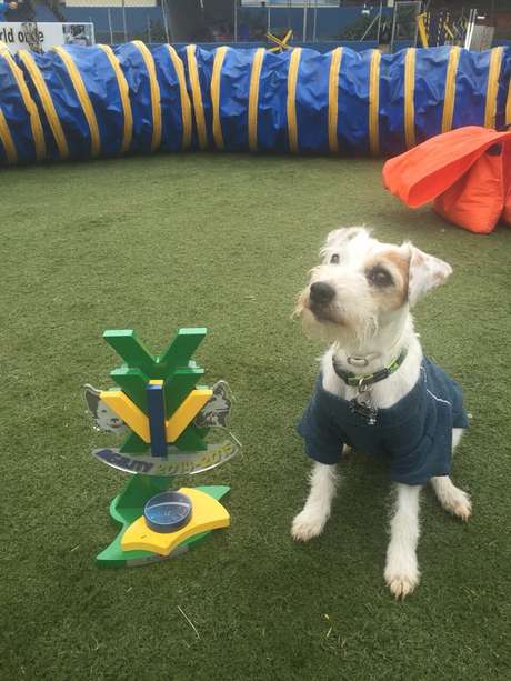 O instrutor e três de seus cães serão convidados do programa O instrutor e três de seus cães serão convidados do programa