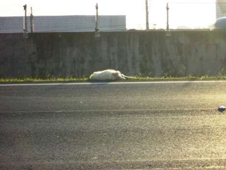 O cachorro não resistiu aos ferimentos e morreu no local O cachorro não resistiu aos ferimentos e morreu no local
