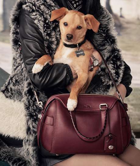 Toulouse Grande é o pet de Ariana Grande Toulouse Grande é o pet de Ariana Grande