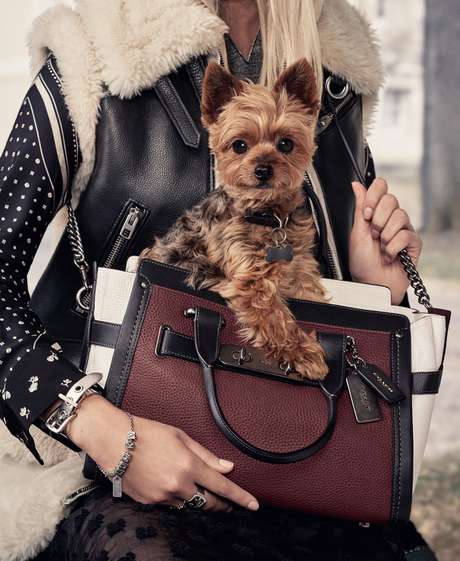 Frankie Kerr é a pet de Miranda Kerr Frankie Kerr é a pet de Miranda Kerr