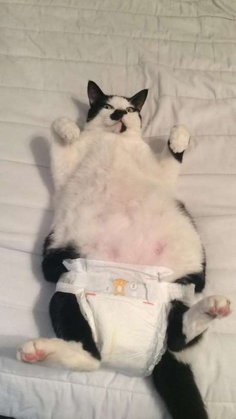“Se você consegue colocar fralda em um gato, não terá dificuldade com bebê nenhum”, disse um internauta “Se você consegue colocar fralda em um gato, não terá dificuldade com bebê nenhum”, disse um internauta