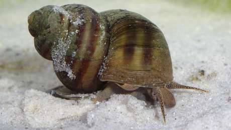 Anticorpos a antigenes de helminths ele