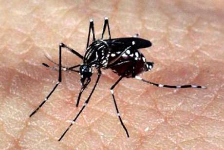O mosquito Aedes aegypti, responsável pela transmissão dos vírus da dengue, febre chikungunya e zika