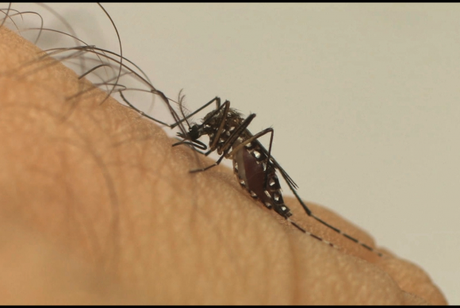 Aedes aegypti Aedes aegypti