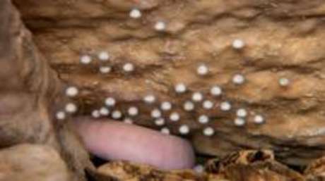 Cerca de 60 ovos foram colocados