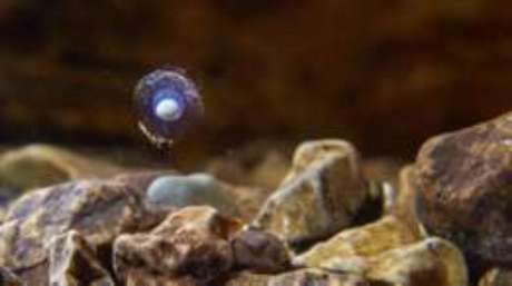 Estima-se que levará pelo menos quatro meses até que os ovos comecem a vingar