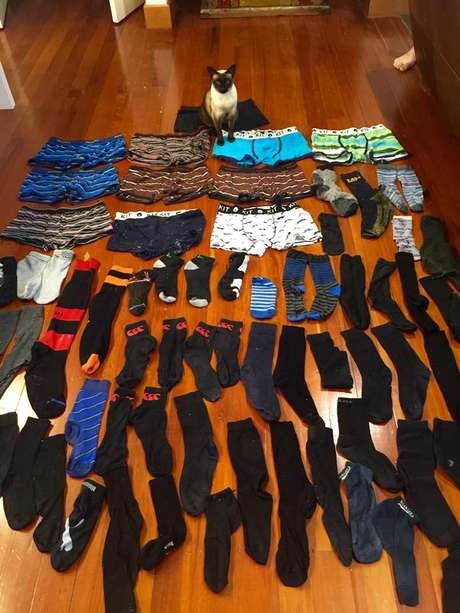 "Ela tem um gosto específico. É uma absoluta obsessão", definiu a dona da gata "Ela tem um gosto específico. É uma absoluta obsessão", definiu a dona da gata