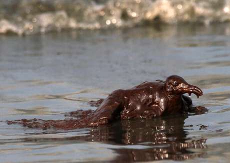 Los animales son los grandes perjudicados. Una gaviota cubierta de petróleo se revuelca en la costa de Luisiana, tras un vertido de petróleo accidental