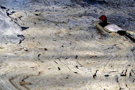Un pato nada en el lago contaminado en el Zoológico de Pekín
