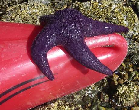 La contaminación en las aguas hace que los animales marinos cambien su hábitat. En la imagen, una esponja de mar se adhiere a un trozo de plástico arrojado al agua.