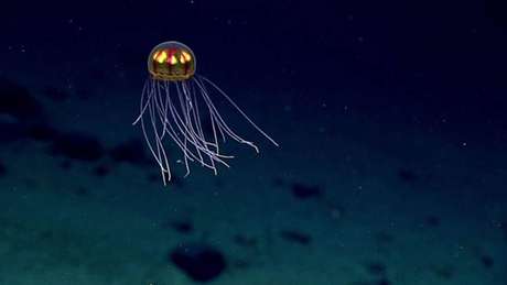 NOAA Office of Ocean Exploration and Research / BBCBrasil.com Espécime rara de água-viva têm tentáculos longos e curtos