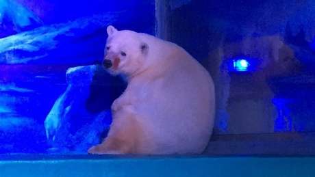 BBC / BBCBrasil.com As imagens que mostram o urso Pizza com uma expressão que parece ser de tristeza correram o mundo
