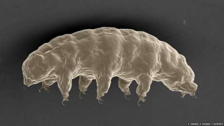 A estranha e microscópica criatura que se assemelha a um urso aquático tem um gene específico que, segundo cientistas, o ajuda resistir à radiação A estranha e microscópica criatura que se assemelha a um urso aquático tem um gene específico que, segundo cientistas, o ajuda resistir à radiação