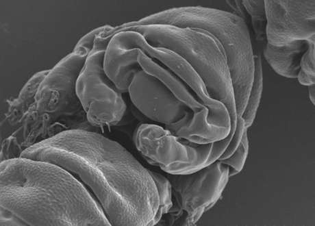 Cientistas estudaram o genoma da espécie Ramazzottius varieornatus para identificar a "arma secreta" que explica como os tardígrados são capazes de sobreviver a todo tipo de condições extremas Cientistas estudaram o genoma da espécie Ramazzottius varieornatus para identificar a "arma secreta" que explica como os tardígrados são capazes de sobreviver a todo tipo de condições extremas