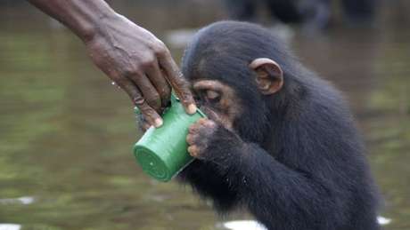 Ex-funcionários do NYBC cuidam dos animais