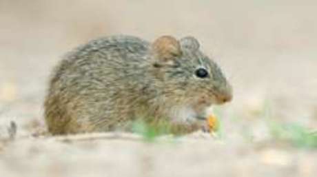 Ratos-de-bolso extraem água de sementes