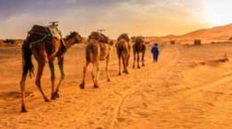 Camelos e dromedários processam água da gordura armazenada nas corcovas