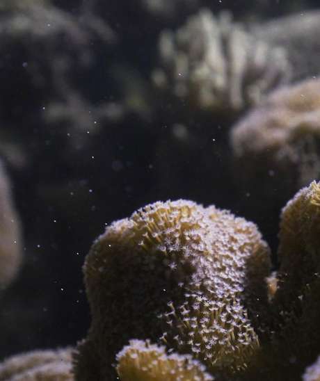 Os corais sincronizam a expulsão de trilhões de óvulos e espermatozóides, fenômeno descrito como &#034;uma tempestade de neve submarina&#034;.