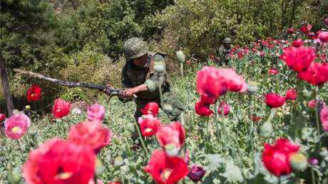 Guerrero é o terceiro estado mais pobre do México e tem grandes áreas de plantação de papoula e maconha nas montanhas, uma área de difícil acesso.