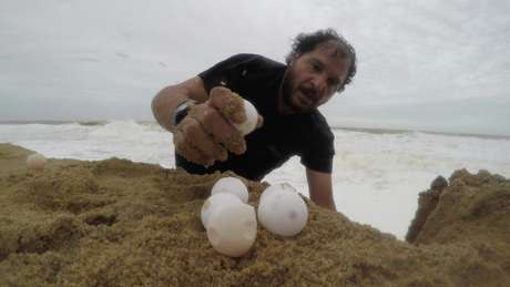 BBC Brasil O esforço resultou na transferência de 60 ninhos das espécies cabeçuda (Caretta caretta) e gigante (Dermochelys coriacea), ambas ameaçadas de extinção