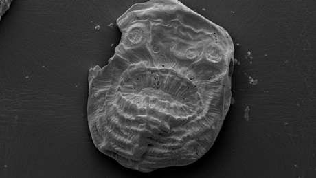 O Saccorhytus era coberto de uma camada fina de pele e possuía músculos