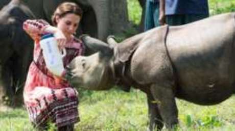 Resultado de imagem para Kaziranga: o parque que atira em pessoas para proteger rinocerontes