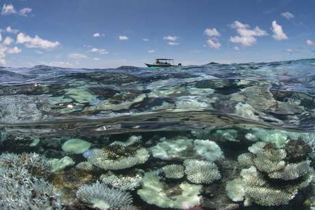 En esta imagen de mayo de 2016 cortesía del The Ocean Agency/XL Catlin Seaview Survey, se ve a una lancha navegar cerca de un arrecife de coral que ha quedado teñido de blanco debido a la presión del calor en las Maldivas. Los arrecifes de coral, ecosistemas submarinos únicos que albergan a una cuarta parte de las especies marinas del mundo y brindan sustento a 500 millones de personas, mueren a un ritmo sin precedentes. Los científicos se apresuran para evitar una exterminación total en cuestión de décadas.
