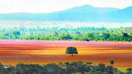 O Cerrado tem hoje cerca de 13 mil tipos de plantas, número que o torna um dos biomas mais ricos do mundo