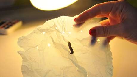 Plástico depois de ser biodegradado por dez lagartas em 30 minutos