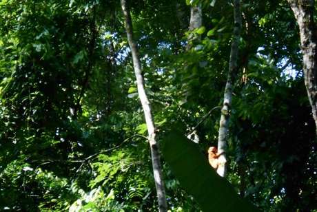 Mico-leão-dourado avistado por pesquisadores na Reserva Biológica Fiocruz Mata Atlântica, na cidade do Rio de Janeiro