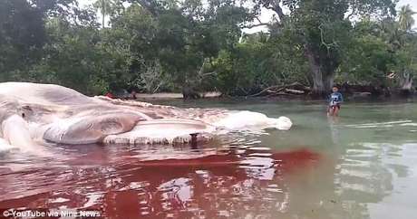 Youtube/Nine News Una extraña criatura descompuesta aparece en una playa de Indonesia