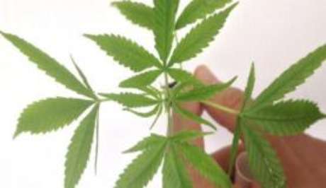 Agência Brasil Segundo a Anvisa, a inclusão não altera as regras para importação de medicamentos com canabidiol ou outros extratos da maconha.