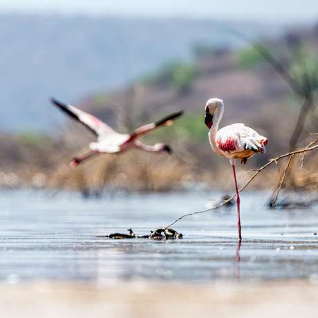 Flamingos Flamingos