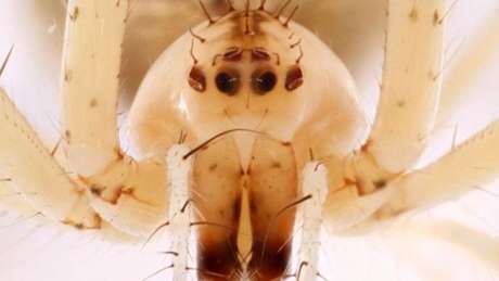Uma aranha pirata não identificada Uma aranha pirata não identificada