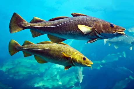 Bacalhau Peixe Vivo Solahino