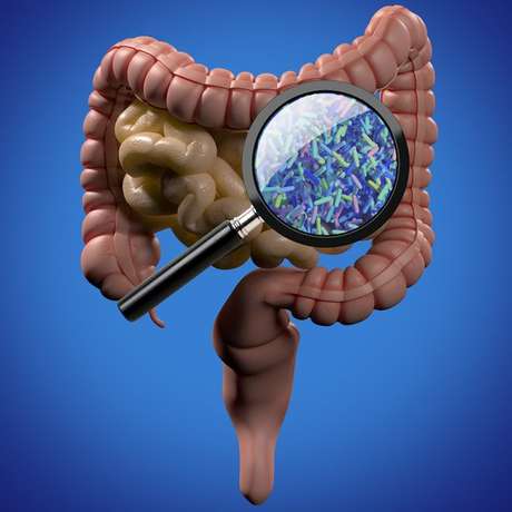 Lupa mostra bactérias no intestino Lupa mostra bactérias no intestino