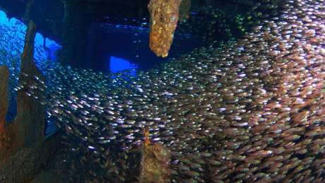 Cardumes passeiam pelos destro&ccedil;os do Chrisoula K, no Mar Vermelho | Foto: Jordi Benitez