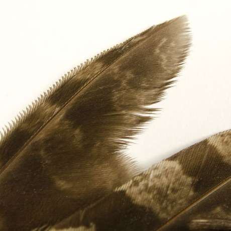 Penas dentadas da coruja permitem voo silencioso