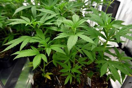 Uso recreativo da maconha é liberado na Califórnia Uso recreativo da maconha é liberado na Califórnia