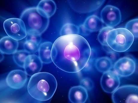 Cientistas criam músculo artificial a partir de células do sangue e pele Cientistas criam músculo artificial a partir de células do sangue e pele