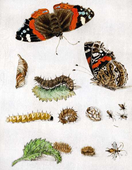 Metamorfose: ovos, lagartas, casulos e, finalmente, borboletas | Imagem: Science Photo Library Metamorfose: ovos, lagartas, casulos e, finalmente, borboletas | Imagem: Science Photo Library