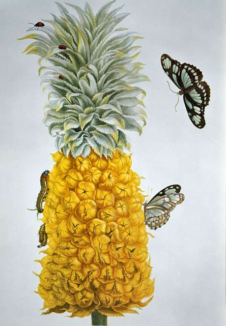 Cenas do Suriname que Merian jamais encontraria no próprio jardim | Imagem: Science Photo Library Cenas do Suriname que Merian jamais encontraria no próprio jardim | Imagem: Science Photo Library